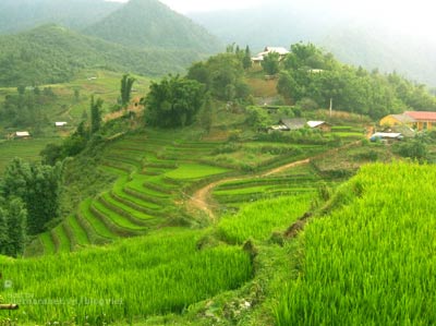 House for Rent or Sale Sell in Sangkhom 3