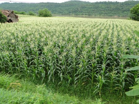 House for Rent or Sale Sell in Sangkhom 2